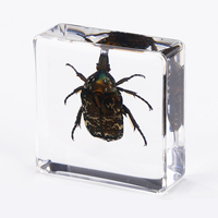 Cadeaux en résine d'insectes très demandés : petits insectes en résine, scorpions réels, cadeaux promotionnels, insectes réels en ambre en résine