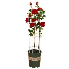 4 Sizes Metal Plant <b>Trellis</b> for Climbing Plants - Durable PE Coated Rust-Proof Garden Support, Tool-Free Assembly <b>Flower</b> Stand - Product Image 2