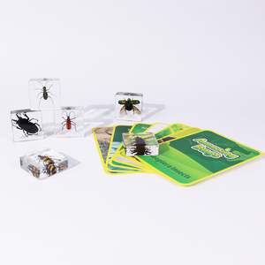 Prensa-papeles de taxidermia de insectos reales en bloque de resina, especímenes de coleopteros en resina, herramientas educativas para la enseñanza - Product Image 4