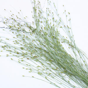 Hojas de Hierba de Fuente Secas y Prensadas, Follaje Natural Ornamental para Manualidades con Resina y Decoración - Product Image 1