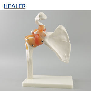 Modelo anatómico de articulación de <span class=keywords><strong>hombro</strong></span> de <span class=keywords><strong>esqueleto</strong></span> <span class=keywords><strong>humano</strong></span> con modelo de enseñanza de ligamento para ciencia médica - Product Image 4