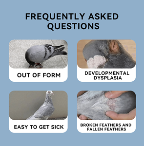 Victory Pills Six-in-One Racing Pigeon Suplemento de Proteção à Saúde Intestinal Cápsulas para Aves Pó Garrafas Embalagem - Product Image 3