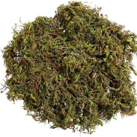Mousse sèche véritable de Chine pour bricolage, jardin d'intérieur, bonsaï, décoration paysagère, mousse sèche artificielle de surface, vente en gros