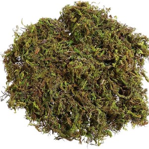 Musgo Seco Real de China para Decoración de Interiores, Jardín Bonsái, Paisajismo, Musgo Seco Artificial para Superficies, Venta al por Mayor - Product Image 2