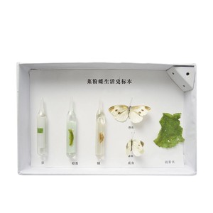 Especímenes de insectos, historias de vida de la mariposa blanca del repollo, especímenes para educación científica, biológicos de animales e insectos - Product Image 2
