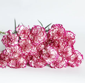 Girofle bicolore violet avec bordure blanche (Purple Beauty) |   Dianthus Caryophyllus en gros provenant du Yunnan, Chine - Product Image 1