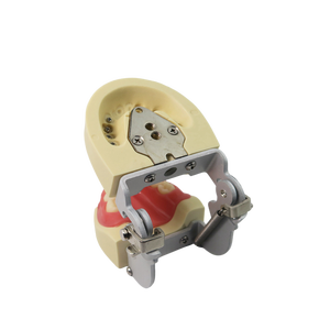 Children Primary Teeth Dental Study Model Soft Gum with FE Articulator - Product Image 5