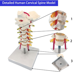 Modèle de colonne cervicale humaine en sciences médicales avec colonne vertébrale et <span class=keywords><strong>squelette</strong></span> d'artère cervicale pour l'enseignement et l'apprentissage - Product Image 6