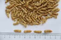 Fabricants en gros, nourriture pour oiseaux, tortues et animaux de compagnie à bas prix, nourriture professionnelle pour animaux de compagnie, séchée au micro-ondes, 100% protéines naturelles, vers de farine, chrysalides, blanc