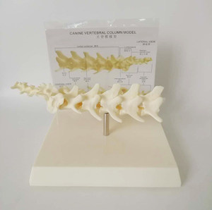 Modelo de Vértebras Lumbares Caninas, Columna Vertebral Canina de 5 Piezas, Modelo de Columna Vertebral de <span class=keywords><strong>Perro</strong></span> para Enseñanza Veterinaria - Product Image 1