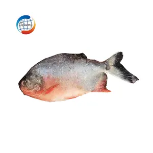 frozen seafood live fish red pomfret