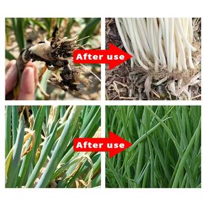 Pupuk Khusus untuk Ketahanan Penyakit dan Hasil Tinggi pada Daun Bawang Pupuk Organik Bawang Pupuk Bawang - Product Image 3