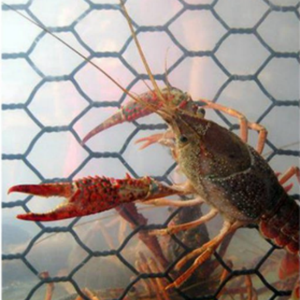 Malla de Alambre Hexagonal Reforzada con Recubrimiento de Vinilo, Malla para Trampas de Langosta, Malla para Aves de Corral con Recubrimiento de PVC de Grado Marino para Uso Subacuático - Product Image 1