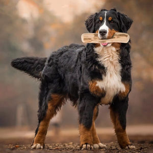 Juguete para masticar perros, palitos para masticar perros naturales, madera de café, palitos para dentición molares degradados, juguetes para perros - Product Image 3