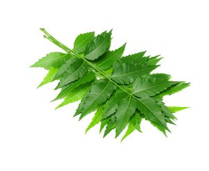 Prix de gros poudre d'extrait de feuille de <span class=keywords><strong>neem</strong></span> naturel feuille de <span class=keywords><strong>neem</strong></span> de qualité supérieure - Product Image 6