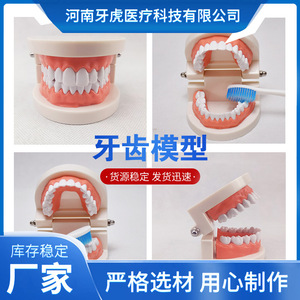 แบบจำลองการสอนทางทันตกรรม, แบบจำลองทางทันตกรรมมาตรฐาน, การฝึกปฏิบัติช่องปาก, วัสดุเตรียมฟัน, ทนความร้อนสูง - Product Image 5
