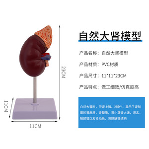 Modèle de simulation rénale pour l'enseignement, modèle de rein humain naturel à l'échelle 1:1, anatomie viscérale. - Product Image 4