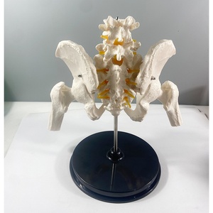 Modelo Anatómico Articulado <span class=keywords><strong>de</strong></span> <span class=keywords><strong>Huesos</strong></span> Sacrales y Pélvicos Masculinos, Escala 1:1, MAC-YJ72, PVC, Desmontable - Product Image 5
