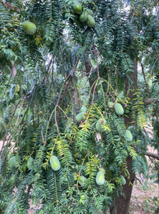 Bán buôn chất lượng hàng đầu tinh khiết 5:1 tự nhiên, 10:1,20:1 Trung Quốc torreya hạt bột torreya Grandis chiết xuất hạt với giá số lượng lớn - Product Image 4