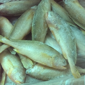 China export ombrine giallo piscicoltura congelato ombrine giallo