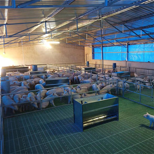 Thiết bị Nuôi Lợn được thiết kế cho trang trại lợn - Product Image 4