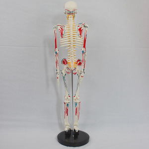 Sciedu 85cm với toàn bộ cơ thể cơ bắp bắt đầu và kết thúc vành đai intervertebral đĩa dây thần kinh Bộ Xương mô hình kỹ thuật số bộ xương người - Product Image 5