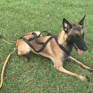 Conjunto de correa de perro retráctil de arrastre de lujo <span class=keywords><strong>Collar</strong></span> de entrenamiento de peso duradero personalizado con Material de fibra de tela de nailon de lino - Product Image 3