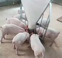 QP QP-DAW80 Équipement pour ferme porcine, nouveaux mangeoires automatiques en acier inoxydable PP réglables pour aliments secs et humides, capacité de 80 kg, sevrage des porcs, portables