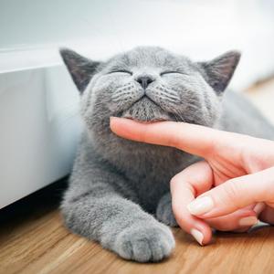 Traitement antiparasitaire pour chat de 4 mois, protection externe longue durée pour chats, fournitures de soins pour animaux de compagnie - Product Image 5