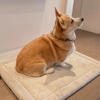 Vente en gros de tapis de salon hydrofuge de couleur bleue tapis en mousse de bébé en velours de corail tapis de sol pour enfants de haute qualité