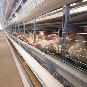Poultry Farm Automatic H Type Galvanized Layer Egg Laying Chicken Battery Cage For Nigerian Farm