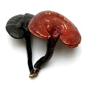 メーカー供給有機認定霊芝キノコエキス粉末30% ベータグルカン - Product Image 4