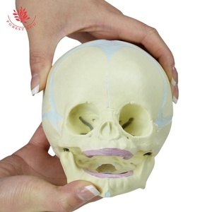 Modello di teschio per bambino umano bambino modello di teschio di forma reale <span class=keywords><strong>scheletro</strong></span> umano - Product Image 2