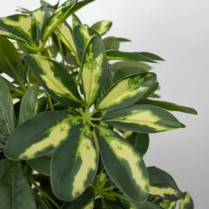 120 cm 1008 Blätter künstlicher simulierter Kunststoff Pflanzen Dekor Bonsai realistische Aquatica Kastanie Geldbaum Pachira macrocarpa