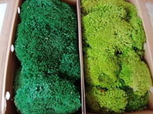 Çin fabrika yüksek kaliteli korunmuş kutup Moss duvar dekor ev dekor korunmuş yosun - Product Image 5