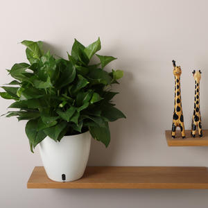 <span class=keywords><strong>Maceta</strong></span> de plástico moderna de alta calidad a bajo precio, <span class=keywords><strong>maceta</strong></span> redonda de orquídeas con riego automático, decoración de plantación blanca para escritorio, hogar y oficina - Product Image 4