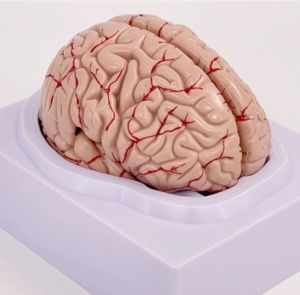 Modèle d'anatomie du cerveau humain Modèle anatomique en PVC en 8 parties pour modèle de neuroscience pour hôpital - Product Image 3