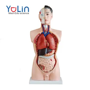 life size human anatomical model 85cm male torso 19 parts teaching models for medical use