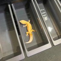 Reptiles du genre R DIY Boîtier modulaire pour reptiles-Cadre en alliage d'aluminium avec boîte en PVC pour un habitat optimal pour animaux de compagnie