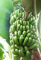 Kleine roestvrijstalen komkommer- en bananen snijmachine