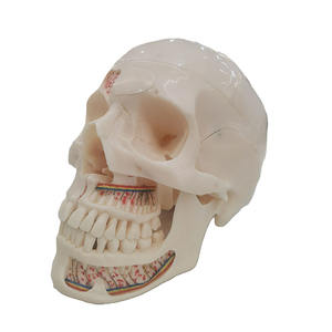 Modelo de calaveras dentales de Anatomía de Mandíbula humana para odontología - Product Image 1