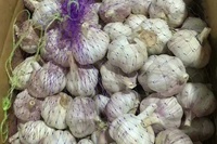 Vente en gros d'ail naturel frais Offre Spéciale 5cm avec GLOBAL GAP Bon prix 2025 Nouvelle exportation de légumes verts de haute qualité