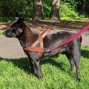 Arnés de Perro de Cuero Vegano de Diseño Sin Estrangulamiento con Correas Ajustables y Costuras Reforzadas para Paseos al Aire Libre y Entrenamiento Diario - Product Image 4
