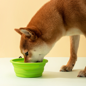 Bol de nourriture et d'eau pliable pour animaux de compagnie, pratique et très vendu, bol de voyage pour chat, bol de nourriture pour chien, bol de nourriture lente pour chien, bol en silicone pour animaux de compagnie - Product Image 1