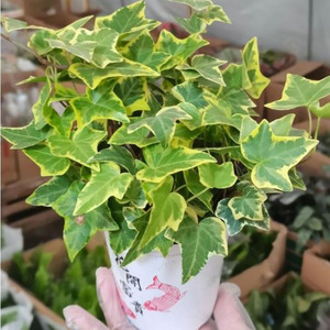 Origen de la variedad de bonsái completa y fácil de cultivar para decoración de jardines de flores y decoración exterior - Product Image 6