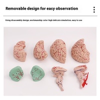 Modèle anatomique du cerveau avec tronc cérébral pour l'entraînement en neurologie