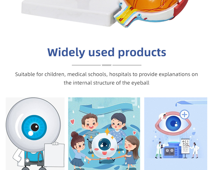 Zoeyilan Eye Anatomy Model, Magnification 6X - View #6