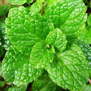 高品質のミントの葉Mentha Haplocalyx Briqパウダーペパーミント (Mentha piperita) エキス - Product Image 4