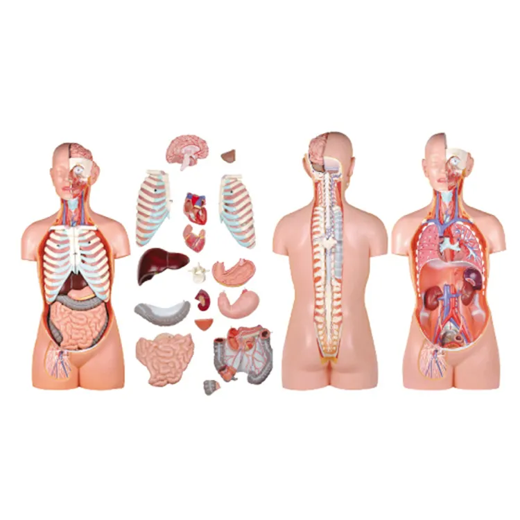 Anatomy Anatomy 17 Parts Human Classic Unisex Torso Anatomy Manikins For Teaching Use