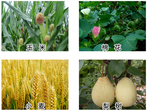 Beta-<span class=keywords><strong>cipermetrina</strong></span> 4.5% EW, <span class=keywords><strong>Insecticida</strong></span> Agrícola Económico y Altamente Efectivo Contra Orugas de Repollo, Pulgones e Insectos del Suelo - Product Image 2